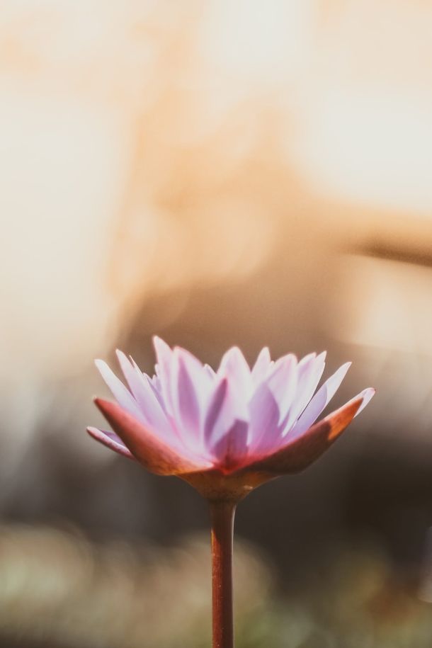 蓮の花